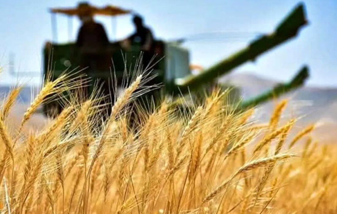 پیشبینی تولید ۱۴ میلیون تنی گندم در سال جاری
