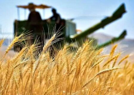 پیش‌بینی تولید ۱۴‌ میلیون‌ تنی گندم در سال جاری