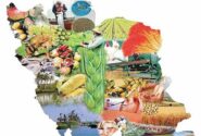 تولید 14 میلیون تنی گندم در سال جاری