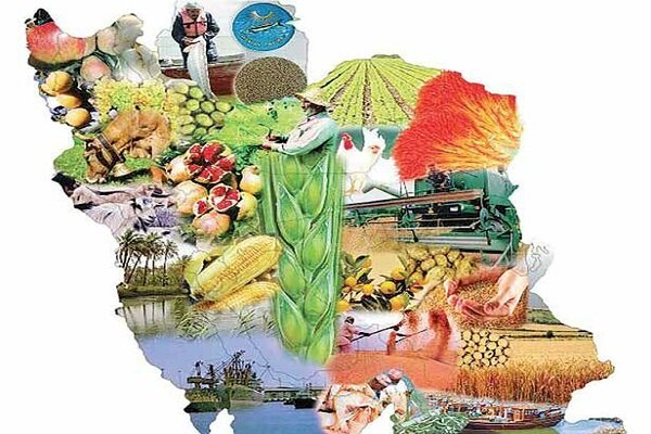 تولید 14 میلیون تنی گندم در سال جاری